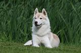 SIBERIAN HUSKY 949